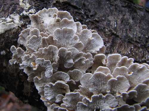 Plicaturopsis crispa